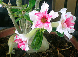 (image for) Adenium Seeds 'Double Mix' (5 Seeds) - Click Image to Close